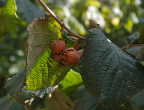 RACCOLTA NOCCIOLE 2018